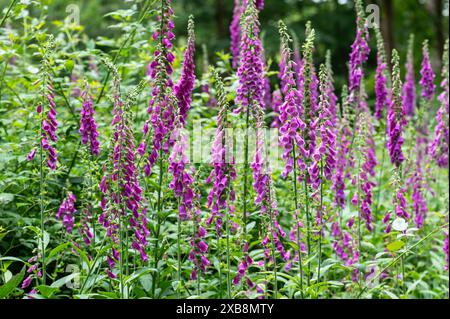 Foxhandschuhe in einem Wald von Sussex in der Nähe von Burwash, lila Foxhandschuhe, Digitalis purpurea, der gewöhnliche Foxhandschuh - schön, gefährlich und nützlich Stockfoto