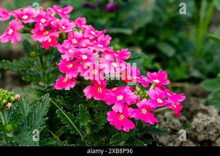 Die rosa Samtkraut-Verbene zeigt auffällige Gruppen roter, sternförmiger Blumen. Verbene Blüten locken Schmetterlinge an und fördern die Bestäubung und das Pflanzenwachstum Stockfoto