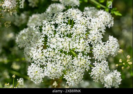 Hemlock-Wassertropfkraut, Oenanthe crocata, wächst am Rand eines Grabens im Wald. Tödliche Pflanze. Stockfoto