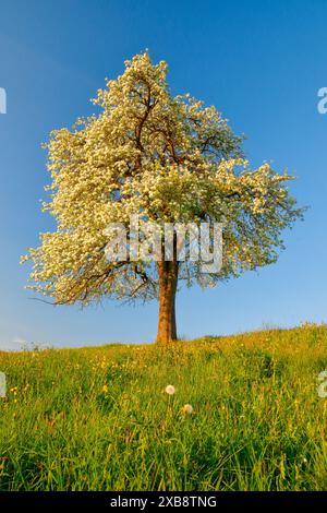 Botanik, einsamer, blühender Birnenbaum im Frühling im Sonnenuntergang, KEINE EXKLUSIVE VERWENDUNG FÜR FALTKARTEN-GRUSSKARTEN-POSTKARTEN-VERWENDUNG Stockfoto