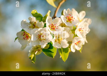 Botanik, Nahansicht der Birnenblüte im Frühjahr, Schweiz, KEINE EXKLUSIVE VERWENDUNG FÜR FALTKARTEN-GRUSSKARTEN-POSTKARTEN-NUTZUNG Stockfoto