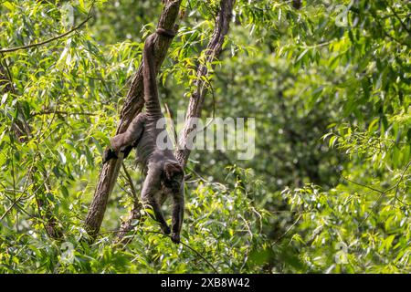 Gewöhnlicher Woolly Monkey - Lagothrix Lagothricha, ein einzigartiger grauer Affe mit langem Schwanz, der in den tropischen Wäldern Amazoniens, Ecuador, beheimatet ist. Stockfoto