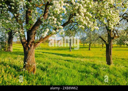 Botanik, blühender Birnenbaum im Frühling im Sonnenuntergang, KEINE EXKLUSIVE VERWENDUNG FÜR FALTKARTEN-GRUSSKARTEN-POSTKARTEN-VERWENDUNG Stockfoto