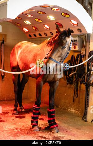 Pferd erhält Infrarotlichttherapie im Stall, unter Verwendung von Wärme zur Unterstützung der Muskelerholung und Knochengesundheit nach dem Training. Stockfoto