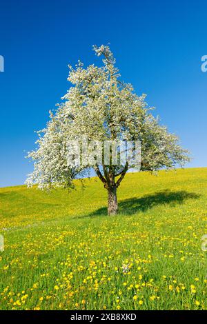 Botanik, einsamer, blühender Birnenbaum im Frühjahr auf blühender Wiese, KEINE EXKLUSIVE VERWENDUNG FÜR FALTKARTEN-GRUSSKARTEN-POSTKARTEN-VERWENDUNG Stockfoto