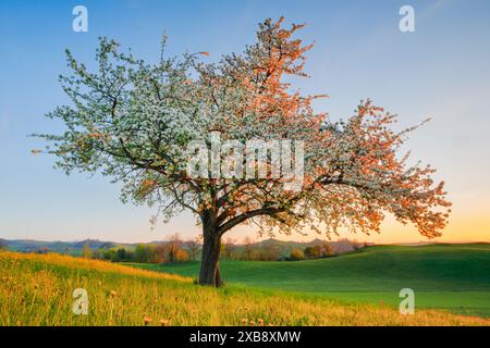 Botanik, einsam blühender Birnenbaum im Frühjahr bei Sonnenuntergang auf dem Hirzel, KEINE EXKLUSIVE VERWENDUNG FÜR FALTKARTEN-GRUSSKARTEN-POSTKARTEN-VERWENDUNG Stockfoto