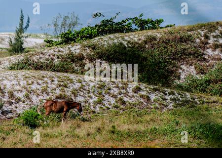 Ein Pferd, das auf einer üppigen Alm mit malerischer Bergkulisse weidet Stockfoto