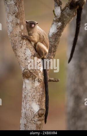 Ein Schwarzschwanz-Murmeltier (Mico melanurus) aus North Pantanal und dem Cerrado Stockfoto