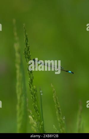 Blaue und schwarze Libelle auf einem Pflanzenstiel Stockfoto