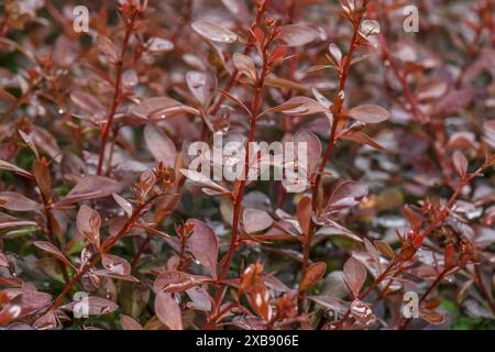 Eine Nahaufnahme einer japanischen Berberitze mit roten Blättern in einem Garten Stockfoto