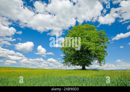 Botanik, Limette, tilia Cordata Mill., Lim Tree, im Frühjahr, SCHWEIZ, NO-EXCLUSIVE-USE FOR FALT-CARD-GRUSS-CARD-POSTCARD-USE Stockfoto