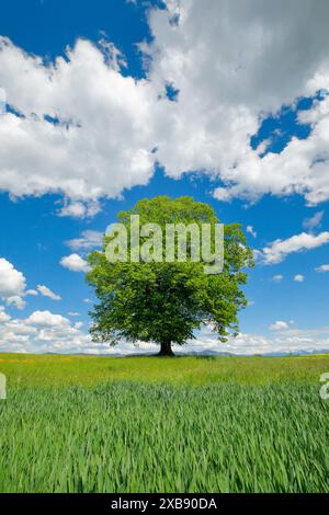 Botanik, Limette, tilia Cordata Mill., Lim Tree, im Frühjahr, SCHWEIZ, NO-EXCLUSIVE-USE FOR FALT-CARD-GRUSS-CARD-POSTCARD-USE Stockfoto