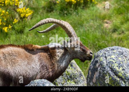 Ein spanischer Steinbock in Sierra de Gredos, Avila, Castilla y Leon, Spanien. Stockfoto