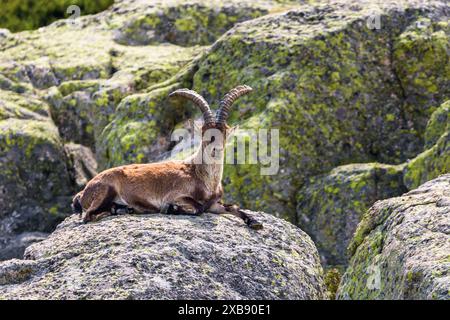 Ein spanischer Steinbock in Sierra de Gredos, Avila, Castilla y Leon, Spanien. Stockfoto