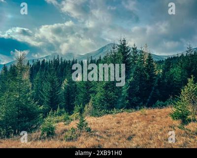 Grüne Waldwiese in den Karpaten. Das Bild zeigt das dichte Baldachin aus hohen Kiefern mit einem sanften, bewaldeten Berg im Hintergrund. Reisen, Wandern Stockfoto
