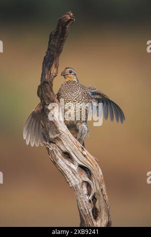 Eine maskierte Bobwhite-Wachtel (Virginia Rebhühner), die auf einem Ast thront, die Flügel sind ausgestreckt Stockfoto