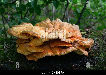 Nahaufnahme des Klammerpilzes Crab-of-the-Woods, Laetiporus sulphureus, ausscheidende Tropfen Stockfoto