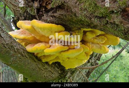 Nahaufnahme des Klammerpilzes Crab-of-the-Woods, Laetiporus sulphureus, ausscheidende Tropfen Stockfoto