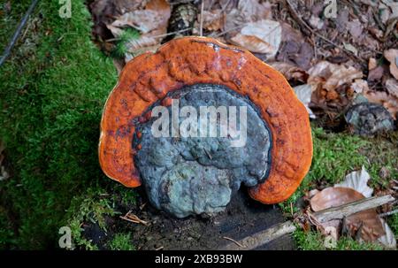 Draufsicht auf den Stammabfallpilz Rotgürtelkonken Stockfoto