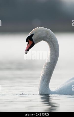 Ein Schwan, der anmutig am Wasserrand ruht. Stockfoto