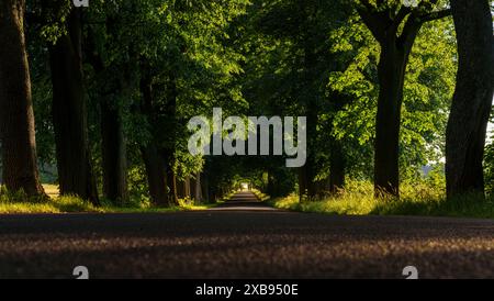 Eine ruhige Straße, die von üppig grünen Bäumen beschattet wird, die Sonne blickt durch und füllt die Gegend mit Ruhe und Gelassenheit Stockfoto
