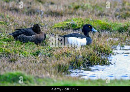 Ein Paar getuftete Ente (Aythya fuligula) in Reykholar, im Westen Islands im Mai. Stockfoto