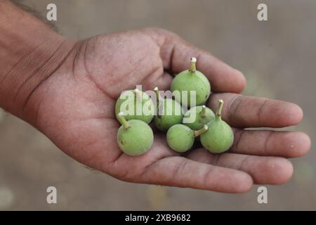 Der Ficus racemosa wächst auf einem Baum Stockfoto