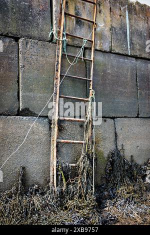 Ein senkrechter Schuss einer rostigen Leiter auf einer aus Beton und Stein bestehenden Meeresmauer mit Algen Stockfoto
