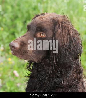 DEUTSCHER SPANIEL oder Deutscher Wachtelhun Jagdhund. Stockfoto