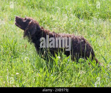 DEUTSCHER SPANIEL oder Deutscher Wachtelhun Jagdhund. Stockfoto