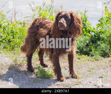 DEUTSCHER SPANIEL oder Deutscher Wachtelhun Jagdhund. Stockfoto