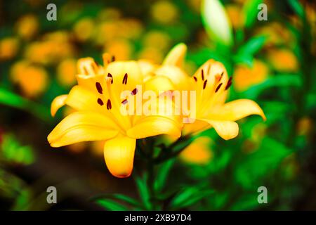 Eine leuchtend gelbe Blume blüht in einem üppigen Garten Stockfoto