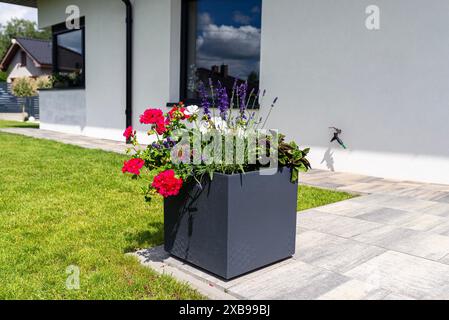 Verschiedene Blumen stehen auf der Terrasse in einem großen Topf auf Rädern, Rasen im Hintergrund. Stockfoto
