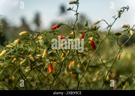 Eine Nahaufnahme von roten Chilis auf einem Busch in Bali, Indonesien Stockfoto