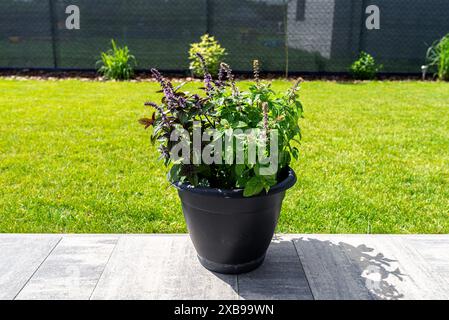 Verschiedene Kräuter stehen auf der Terrasse in einem großen Topf auf Rädern, mit einem Rasen im Hintergrund. Stockfoto