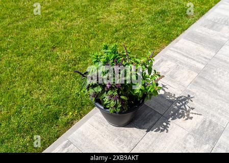 Verschiedene Kräuter stehen auf der Terrasse in einem großen Topf auf Rädern, mit einem Rasen im Hintergrund. Stockfoto