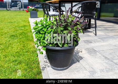 Verschiedene Kräuter stehen auf der Terrasse in einem großen Topf auf Rädern, mit einem Rasen im Hintergrund. Stockfoto