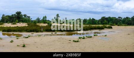 Panoramablick auf einen See, umgeben von grünen Bäumen in Kalmthoutse Heide, Belgien Stockfoto