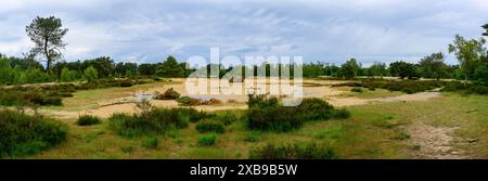 Panoramablick auf Sanddünen umgeben von grünen Bäumen in Kalmthoutse Heide, Belgien Stockfoto