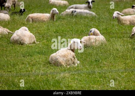 Das Schaf ruht mit einem Hund auf dem Grasfeld Stockfoto