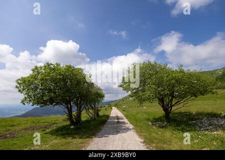 Eine Schotterstraße schlängelt sich durch ein von Bäumen gesäumtes, leeres Feld Stockfoto