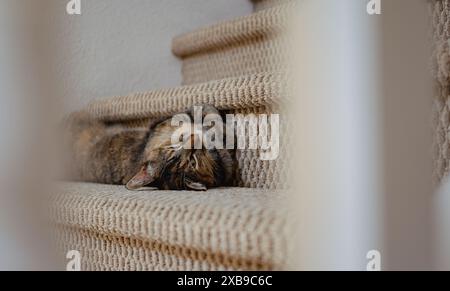 Eine Katze, die auf einer Treppe mit Teppichboden in einer gemütlichen Umgebung liegt Stockfoto