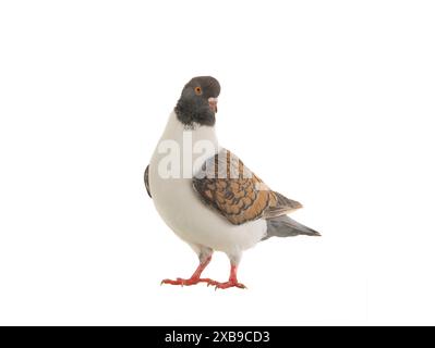 german modena pigeon isolated on white background Stockfoto