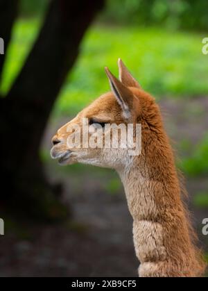 Porträt von Vicuna. Vicugna Vicugna, Verwandte des Lama, die im Hochland leben. Stockfoto