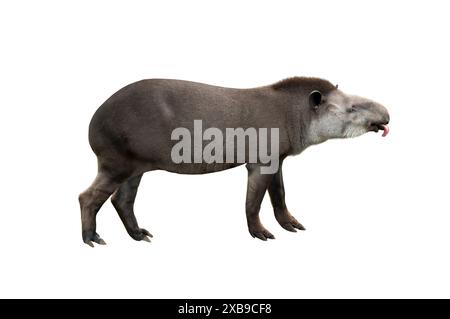 tapirus mit seiner Zunge auf weißem Hintergrund Stockfoto