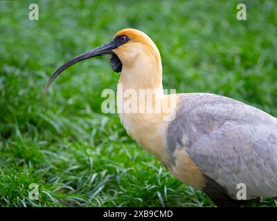 Schwarzes ibis auf grünem Hintergrund Stockfoto