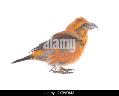 Männliche rote Kreuzschnabel (loxia curvirostra) flattern mit Federn isoliert auf weißem Hintergrund Stockfoto