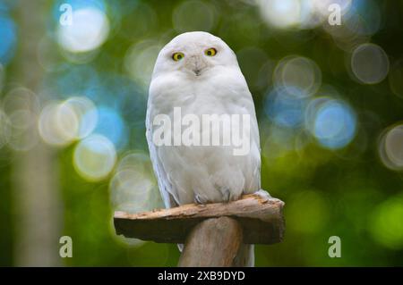 Weiße Schneeeule, die in der Wildnis thront Stockfoto