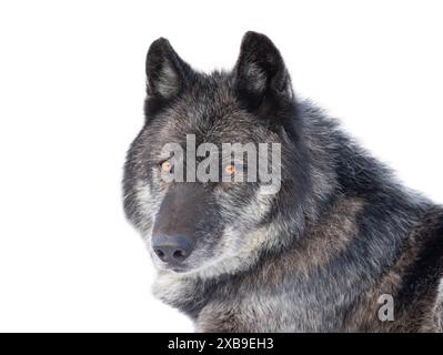 kanadischer schwarzer Wolf isoliert auf weißem Hintergrund Stockfoto