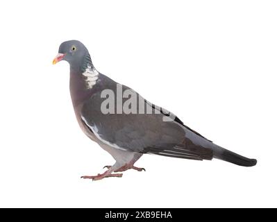 europäische Holztaube (Columba palumbus) isoliert auf weißem Hintergrund Stockfoto